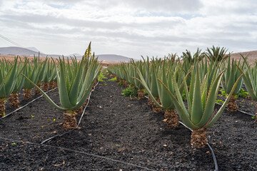 Aloe Vera Field in Tiscamanita, Fuerteventura, Spain
