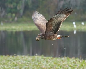 Endangered Species Snail Kite Small Raptor Paynes Prairie 