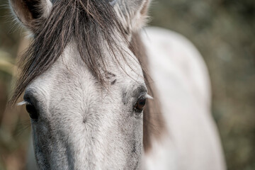 Beautiful grey white horse pony in Costa Rica tight to a rope