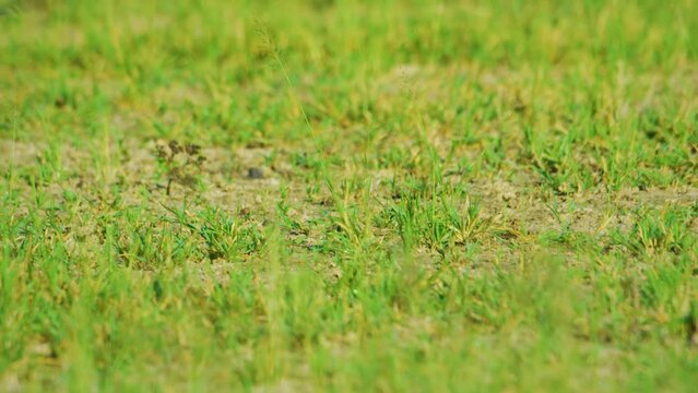 A flock of cinnamon-rumped seedeater (Sporophila torqueola) in grass, South Africa. 