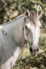 Beautiful grey white horse pony in Costa Rica tight to a rope