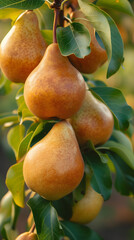 Sunlight caressing ripe pears on a lush tree