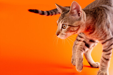 Gray cat staring in orange background in front view angle