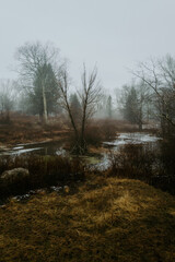 Obraz premium morning in the forest