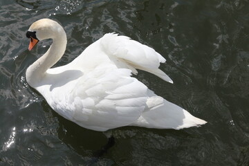 Swan on Lake Windermere, Lake District, UK