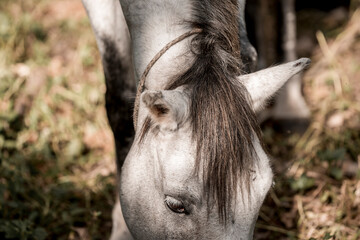 Beautiful grey white horse pony in Costa Rica tight to a rope