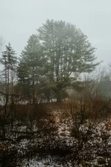 Foto auf Leinwand trees in the snow © robert