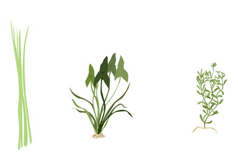 Fototapeta premium Waterplants river