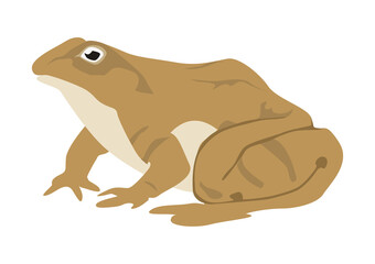 Frog brown