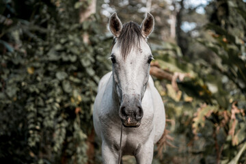 Beautiful grey white horse pony in Costa Rica tight to a rope