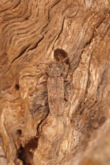 Closeup shot of a French plant parasite brown longhorn beetle, Tricheferus griseus, camouflaged on wood