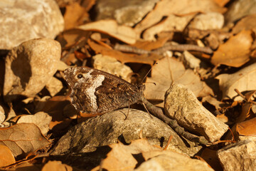 Closeup on the Grayling or Great Banded, greyling butterfly, Brintesia circe, sitting with closed wings