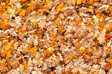 various autumn leaves on the water surface.