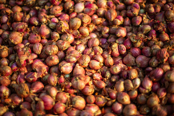 onions drying in the sun