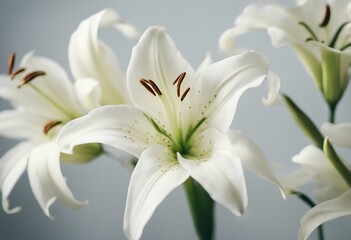 Fototapeta na wymiar Beautiful white lilies on light background symbol of gentleness purity and virtue closeup