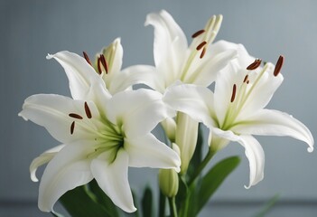 Obraz na płótnie Canvas Beautiful white lilies on light background symbol of gentleness purity and virtue closeup