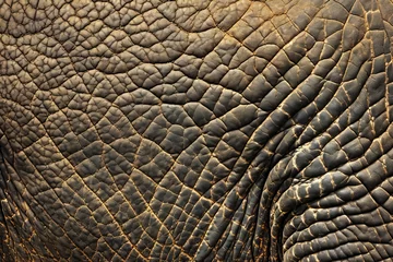 Foto op Aluminium Detailed elephant skin pattern suitable for backgrounds © Yana