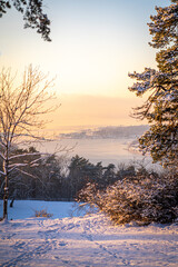 Ekeberg park in oslo Norway on a sunny winter day, pastel tree on a winter snowy morning