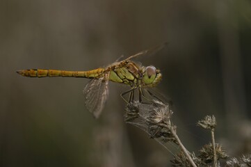Closeup on a Vagrant Darter dragonfly, Sympetrum vulgatum, perched in the vegetation