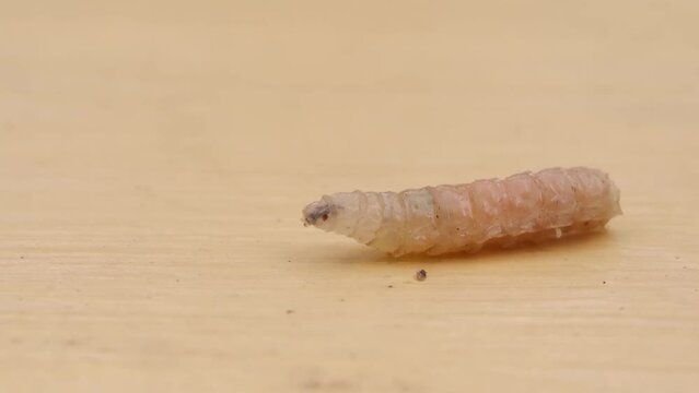 metamorphose: eine fliege schl&uuml;pft aus der puppe, au&szlig;erdem: Made und Puppe und Schmei&szlig;fliege