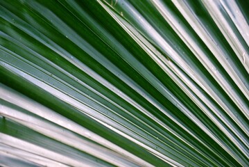 Close up a tropical palm leaf with a natural green color for background backdrop 