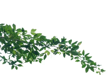 Deurstickers A Tropical tree with leaves branches on white isolated background for green foliage backdrop  © Oradige59
