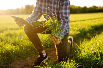 Young wheat green sprout in the hands of a farmer. Checking wheat field progress. Business,...