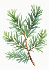 Obraz premium Watercolor Illustration Of Juniper Leaves Isolated On White Background