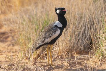 Northern black korhaan, white-quilled bustard - Afrotis afraoides on ground with dried yellow grass...