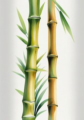 Watercolor Illustration Of A Piece Of Bamboo Trunk Isolated On White Background