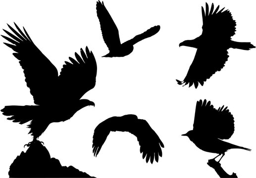 ave, silueta, aguilas, apresurado, vector, animal, , buho