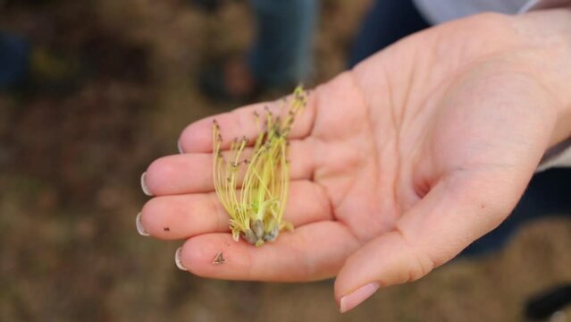 Maple catkins in the hands of a woman in the spring park