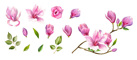 Watercolor floral illustration with blooming pink magnolia flowers and branches isolated on transparent background. Spring flowers for invitation, wedding or greeting cards.  © Nataliya Kunitsyna