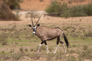 Naklejka na ściany i meble Gemsbok - Oryx gazella - going on desert with green grass and sand in background. Photo from Kgalagadi Transfrontier Park in South Africa. 