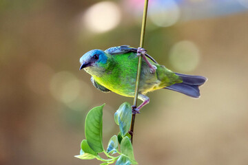 Turquoise bird from Brazil. A female of Blue Dacnis also know as Sai-azul perched on the branches of a tree. Species  Dacnis cayana. Animal world. Birdwatching.  Birding.
