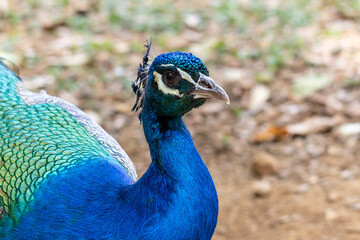 Obraz premium A blue peacock also know as Indian peafowl or Blue peafowl. Species Pavo cristatus. Animal Lover. Animal world.
