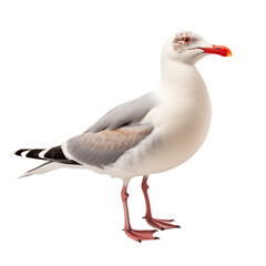 Seagull Isolated on Transparent and white Backgrounds. Generative ai
