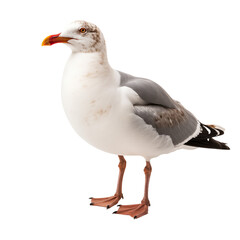 Close up of seagull Isolated on Transparent and white Background. Generative ai