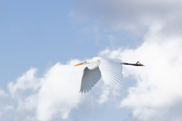 Close up of a great egret, Ardea alba, with outstretched body and downward wing beat floating from right to left against background with beautiful blue sky with cumulus clouds