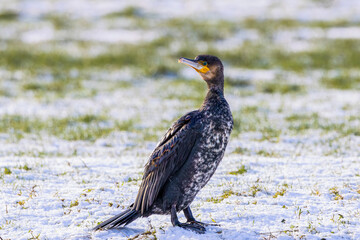 Close up portrait of an attentively looking back Cormorant, Phalacrocorax carbo, with extended neck and alert in snowy meadow with folded wings
