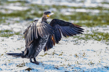 Close up portrait of an attentively looking back Cormorant, Phalacrocorax carbo, with extended neck and alert in snowy meadow with folded wings