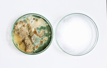 petri dish, mold, various types of fungi