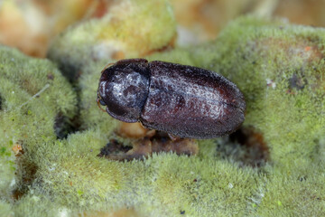 Cis boleti beetles within bracket fungus. Minute tree-fungus beetles burrowing with a Polyporales bracket fungus