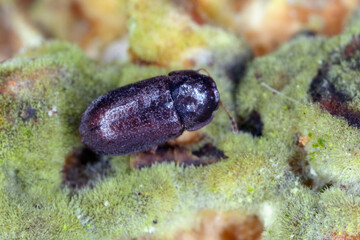 Cis boleti beetles within bracket fungus. Minute tree-fungus beetles burrowing with a Polyporales bracket fungus