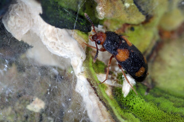 Hairy fungus beetle (Mycetophagus quadripustulatus) on the fungi growing on the wood.