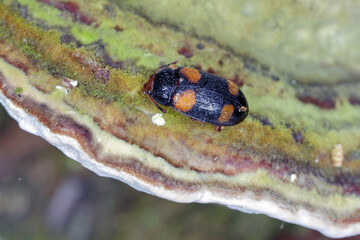 Hairy fungus beetle (Mycetophagus quadripustulatus) on the fungi growing on the wood.