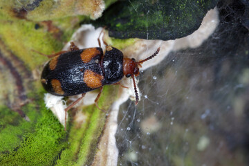 Hairy fungus beetle (Mycetophagus quadripustulatus) on the fungi growing on the wood.