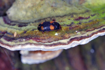 Hairy fungus beetle (Mycetophagus quadripustulatus) on the fungi growing on the wood.