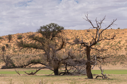 The view of gead trees with red dunes and sky in background. Photo from kgalagadi transfrontier park in south africa.