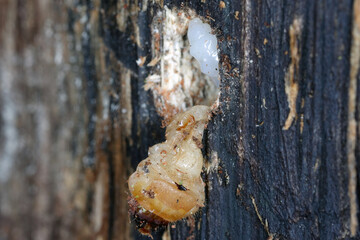 A beetle larva parasitized by an Ichneumon larva that has already emerged from its prey.